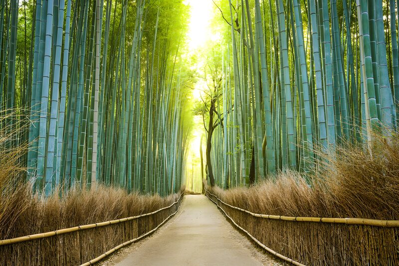 Serene Bamboo Pathway
