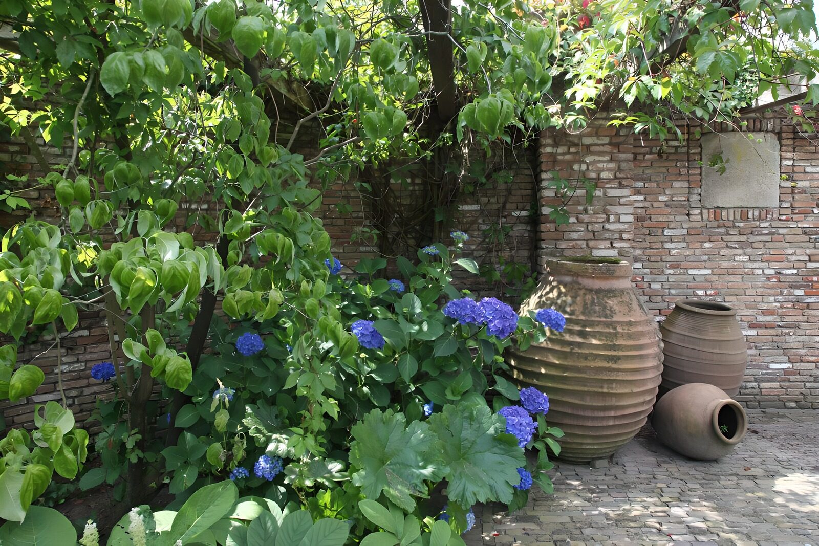 Tranquil Garden with Blue Hydrangeas