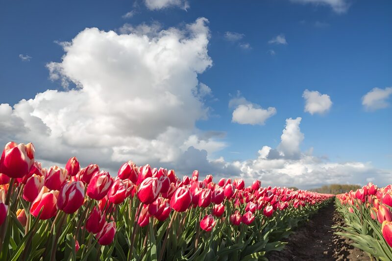 Vibrant Tulip Field Under Blue Sky