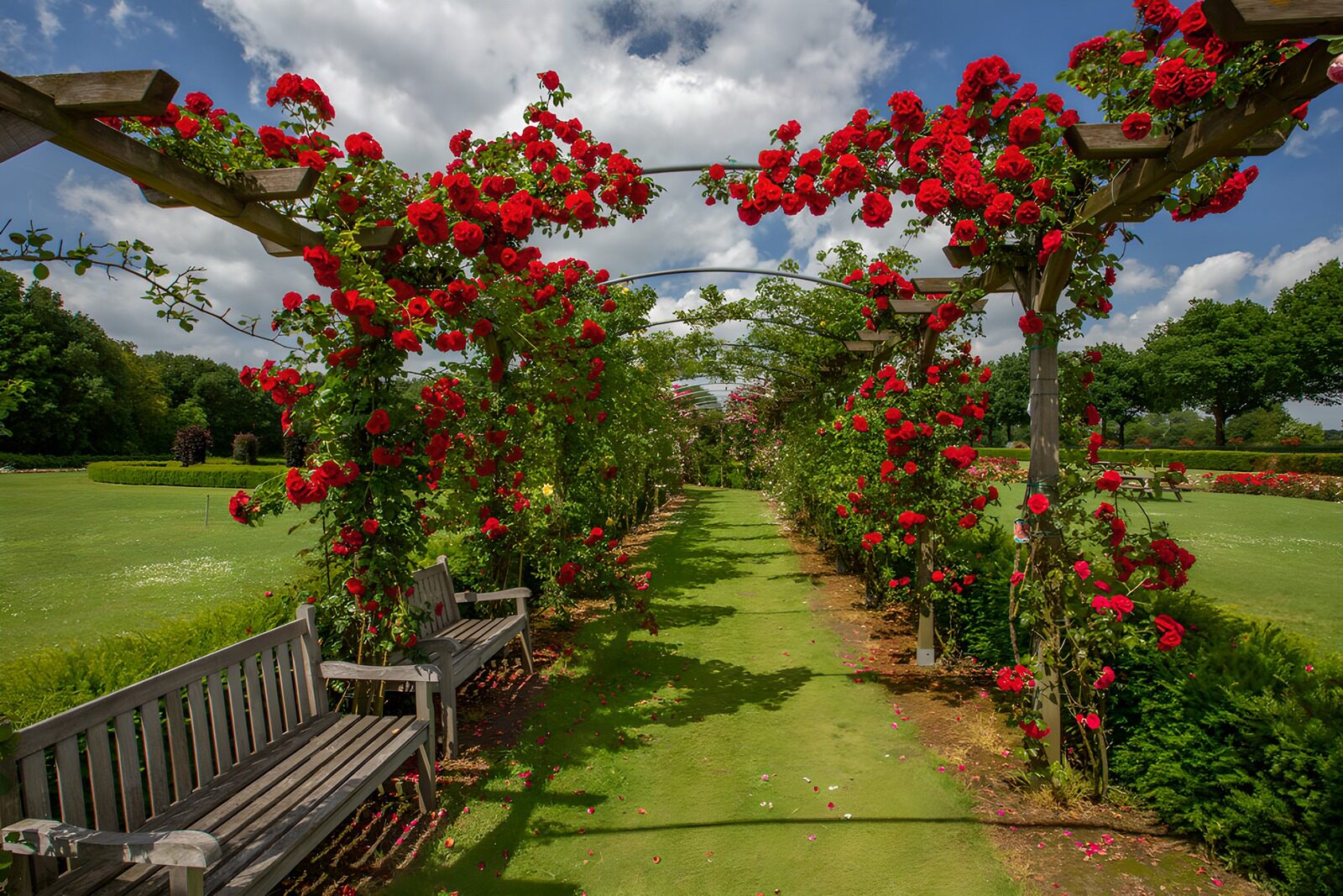 Lush Rose Garden Pathway