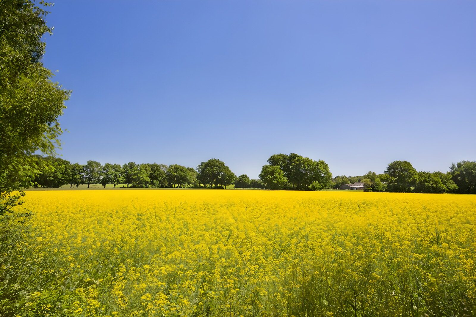 Vibrant Yellow Field Under Clear Blue Sky