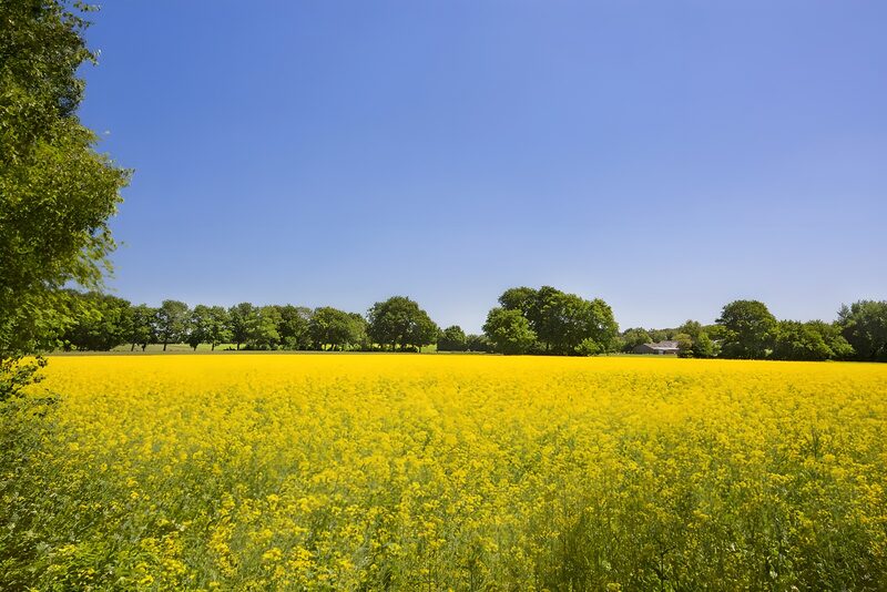 Vibrant Yellow Field Under Clear Blue Sky