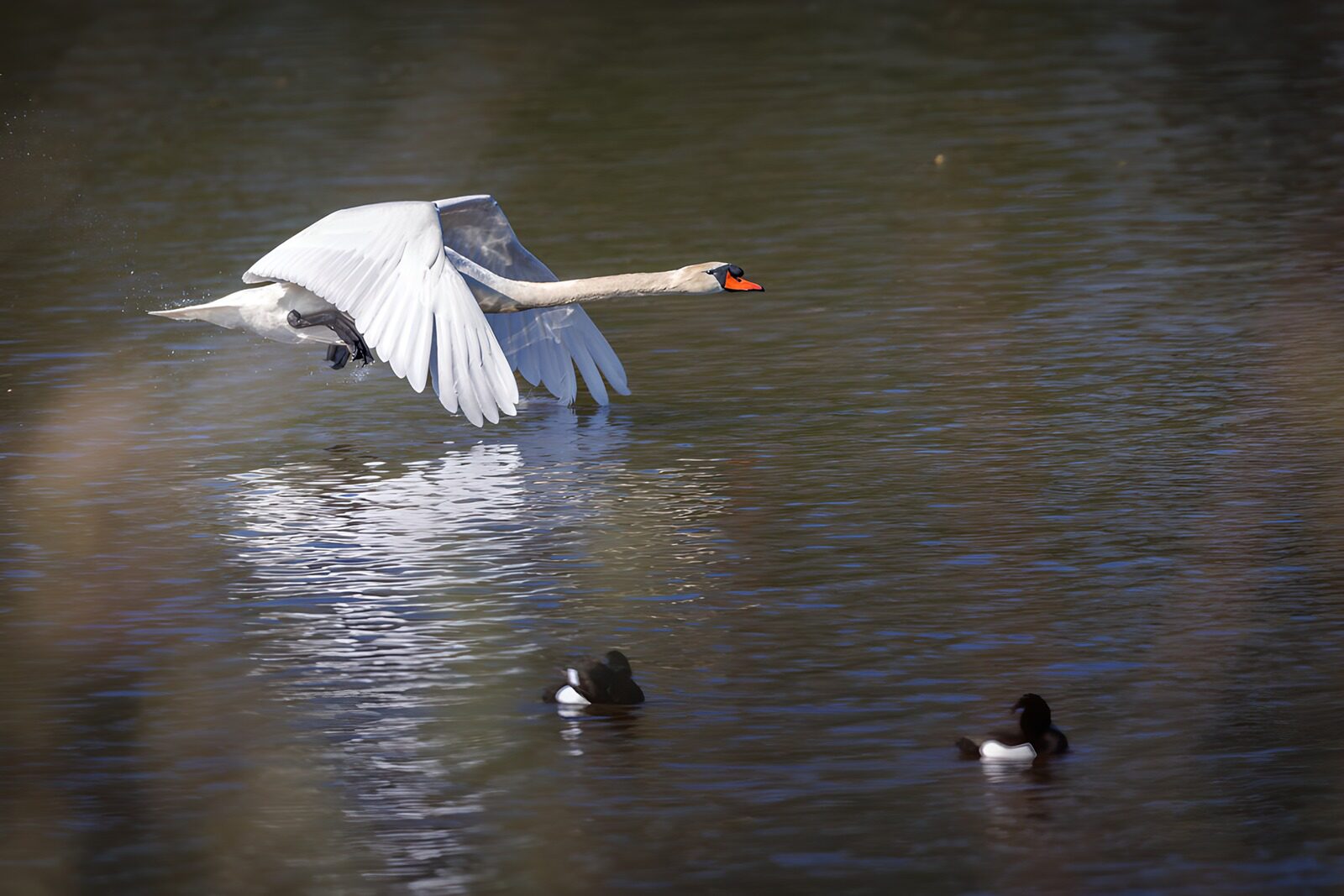 Graceful Swan in Flight over Water