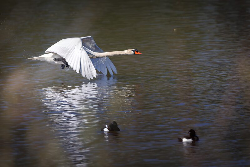 Graceful Swan in Flight over Water