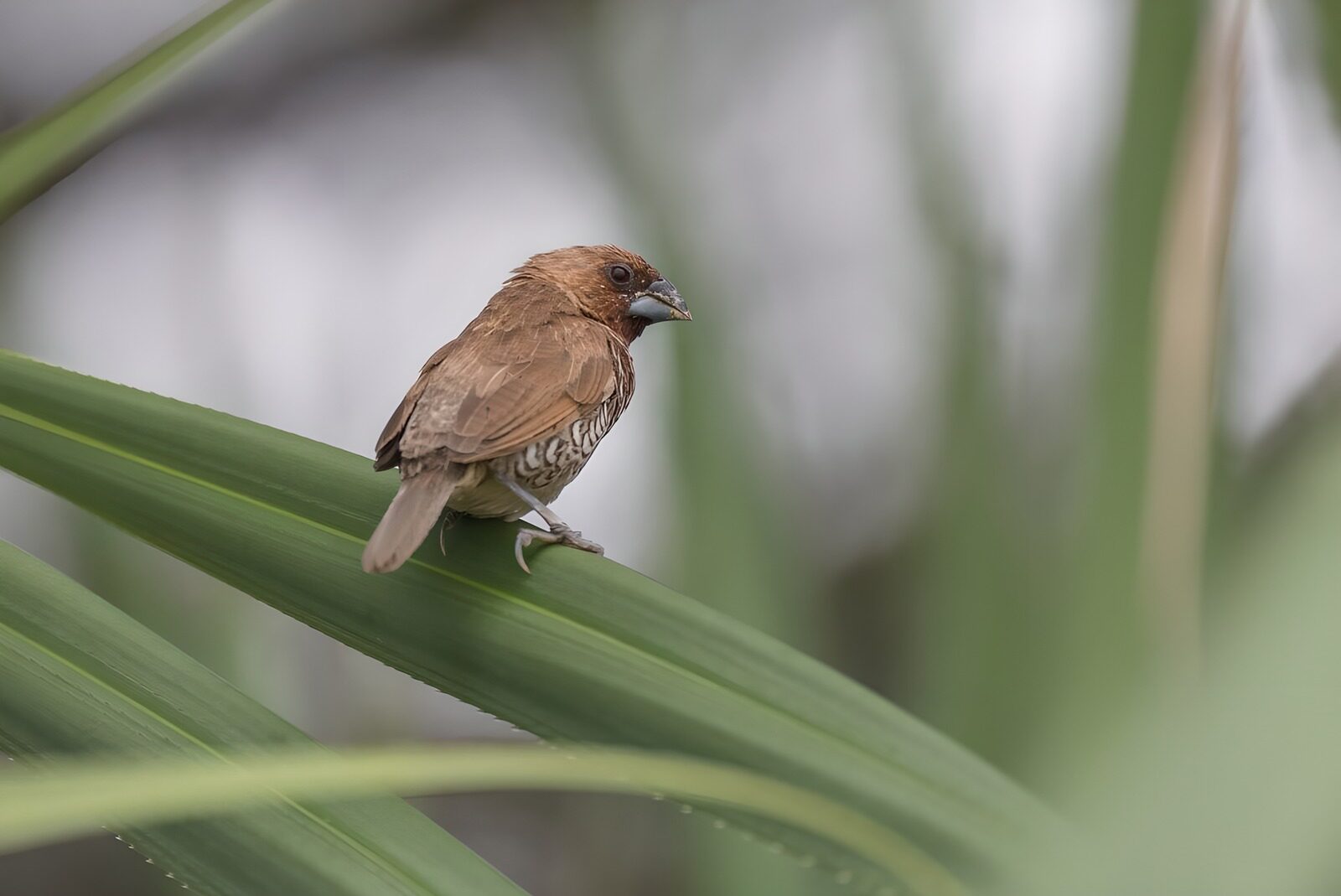 Tropical Finch on a Leaf