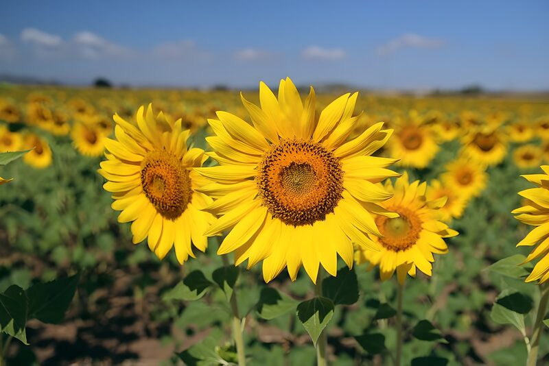 Bright Sunflower Field in Bloom