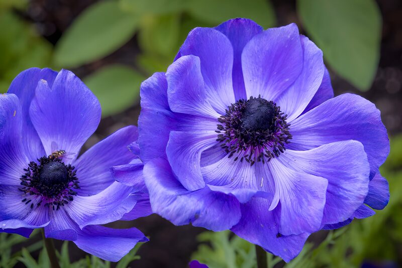 Vibrant Purple Anemone Blooms