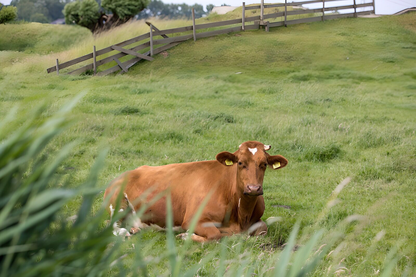 Relaxing Cow in Serene Pasture