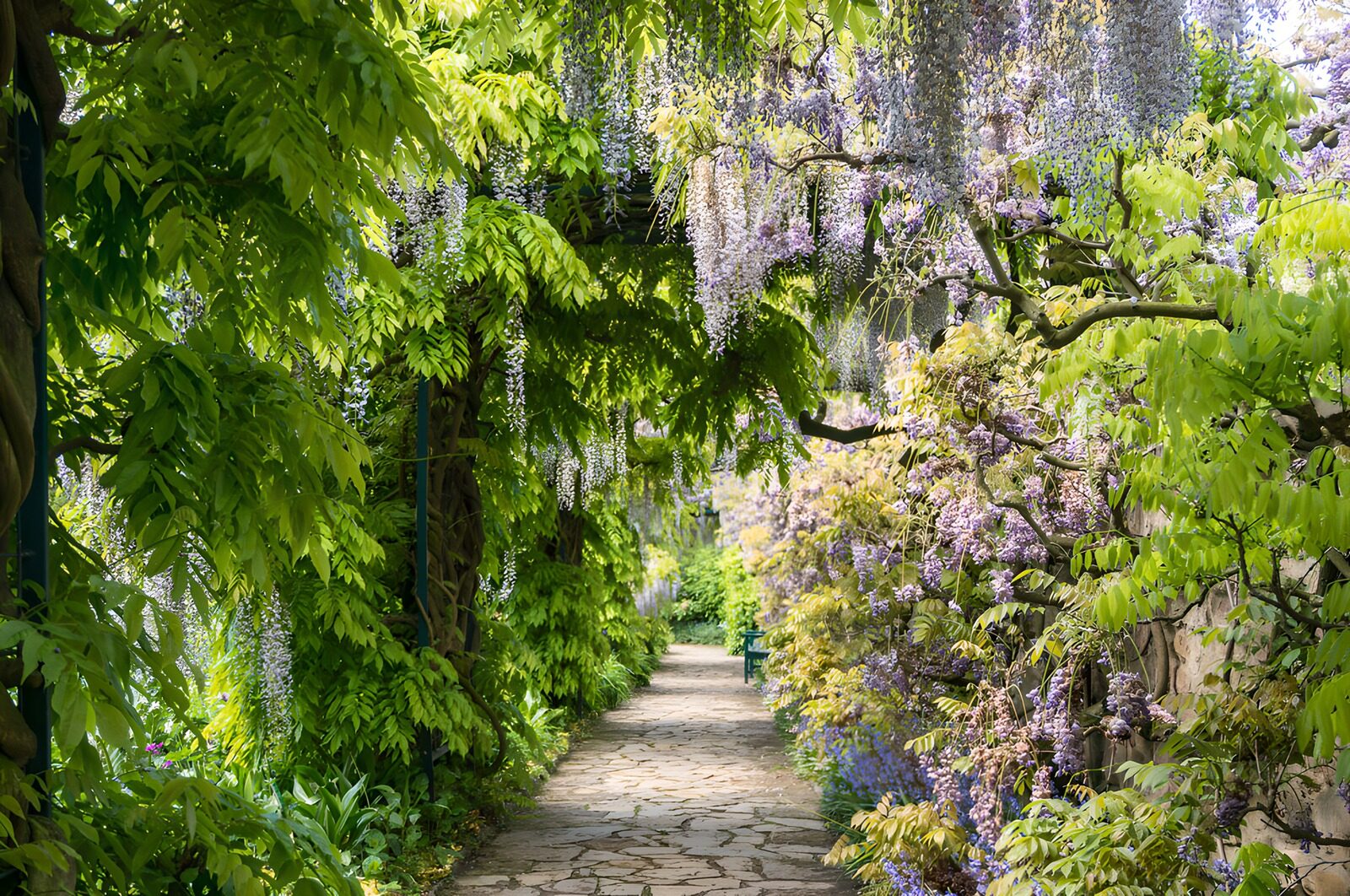 Enchanted Wisteria Pathway