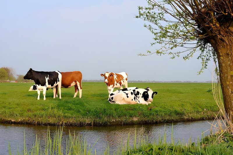 Tranquil Farm Scene with Cows