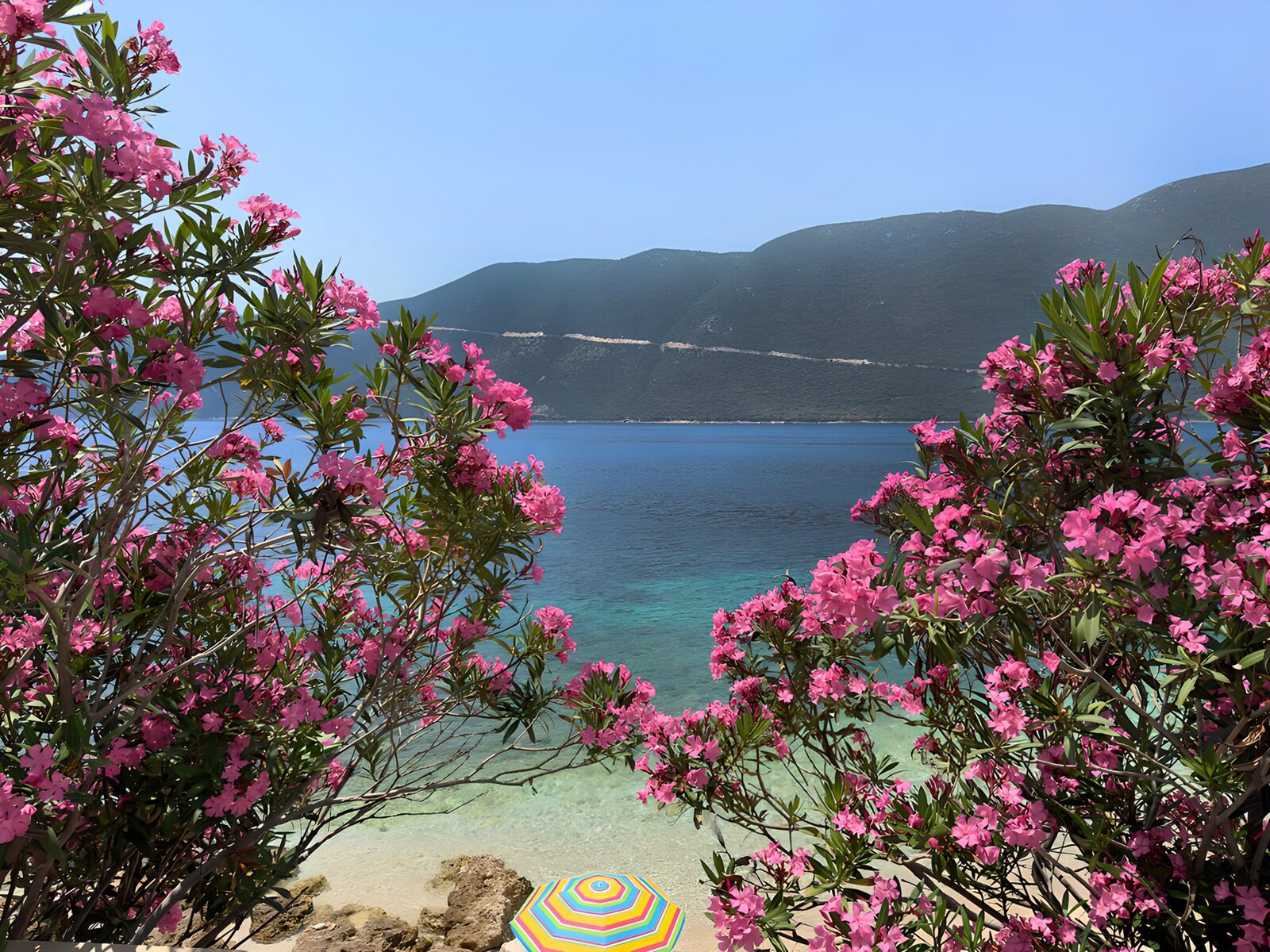 Serene Coastal View with Pink Blooms