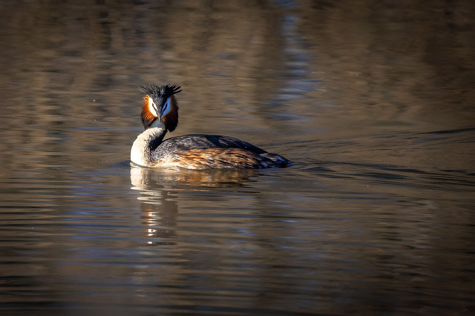 Majestic Grebe on Serene Waters