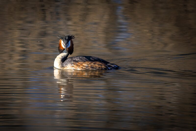 Majestic Grebe on Serene Waters
