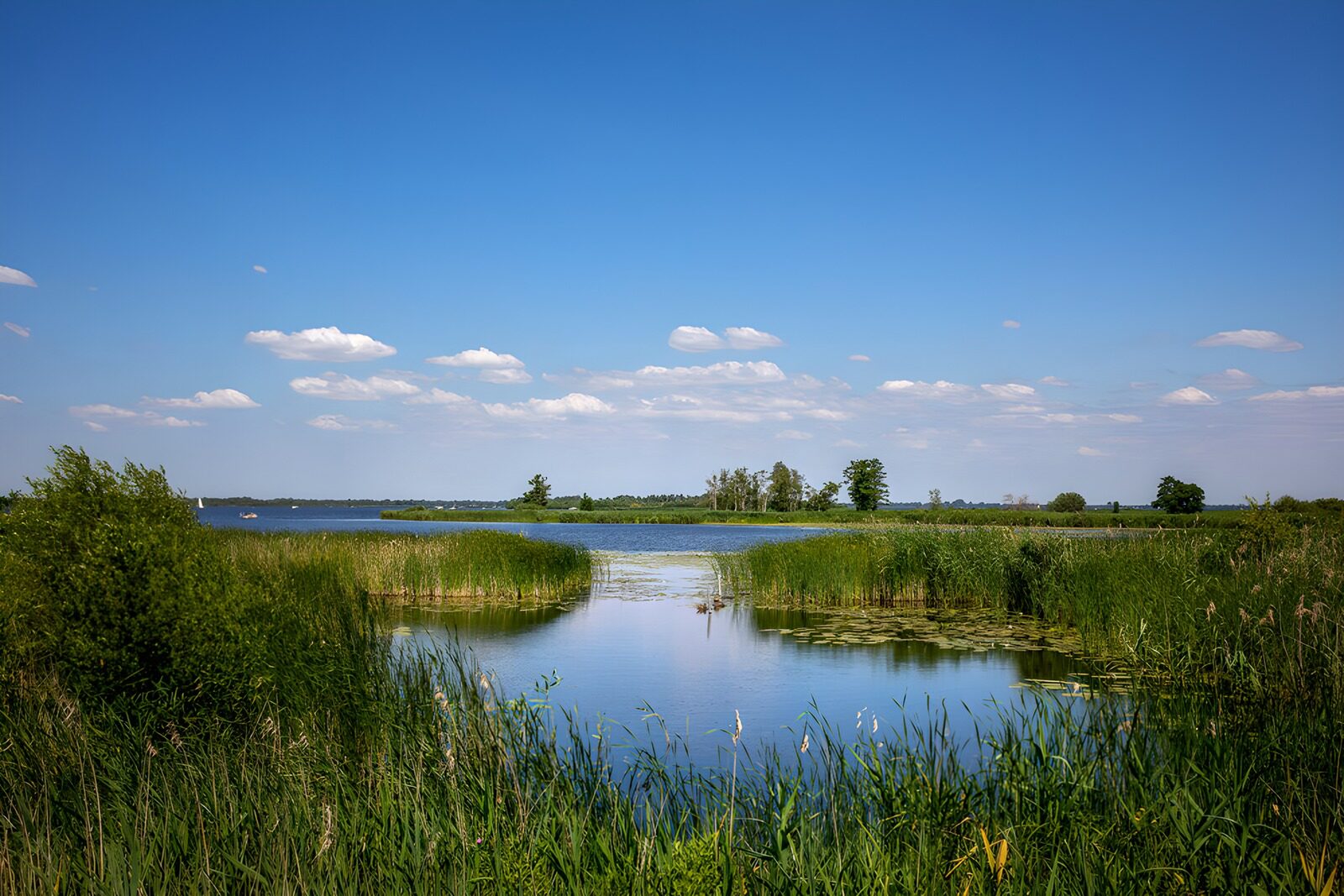 Tranquil Waterscape in Summer