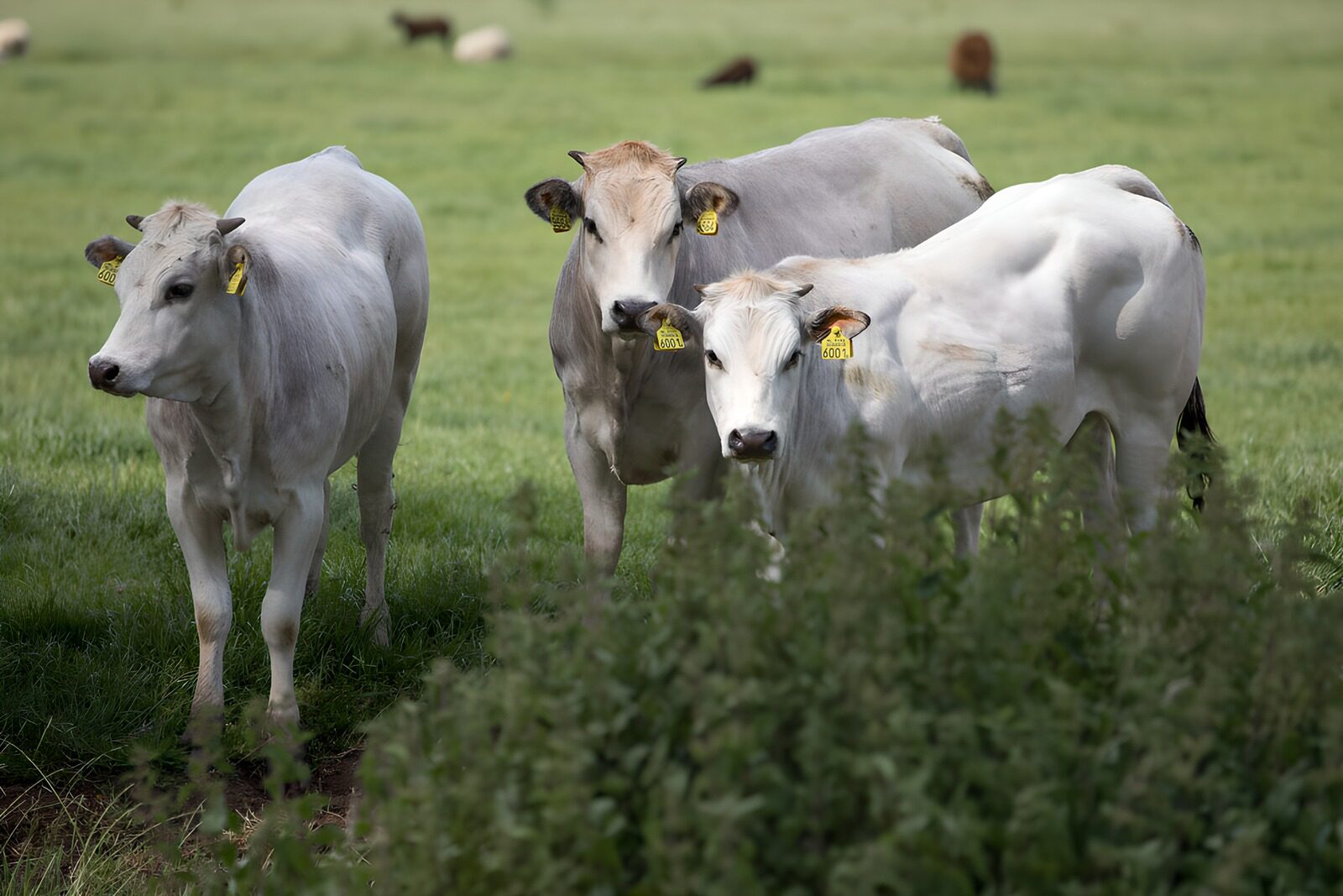 Curious Cattle in Green Pasture