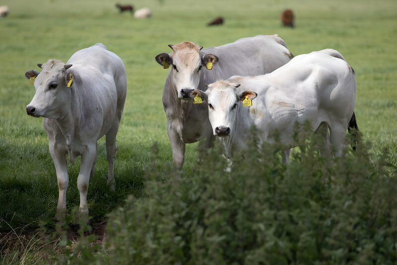 Curious Cattle in Green Pasture