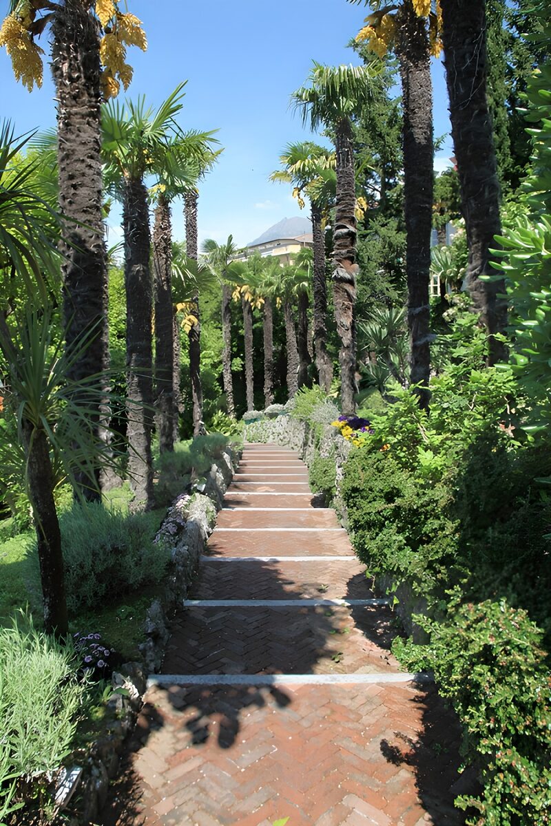Serene Pathway Amidst Lush Palm Trees