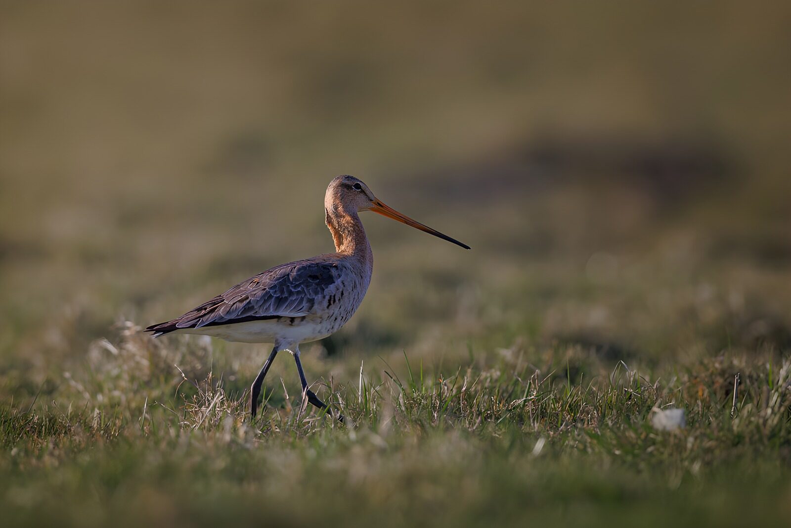 Elegant Black-tailed Godwit in Nature