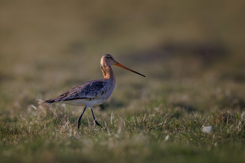 Elegant Black-tailed Godwit in Nature