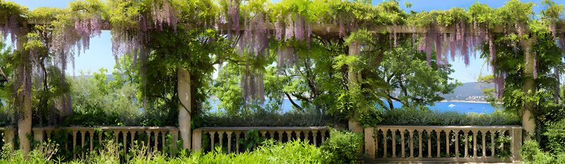 Serene Garden with Wisteria Flowers