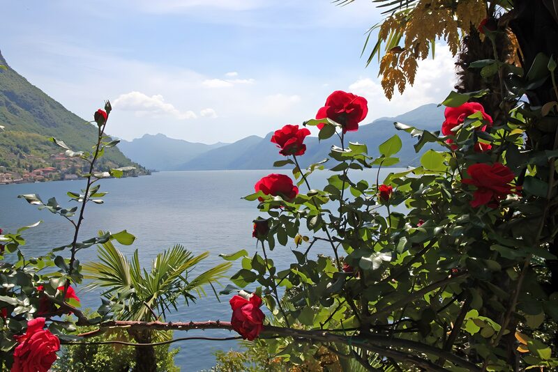Tranquil Lake View with Roses