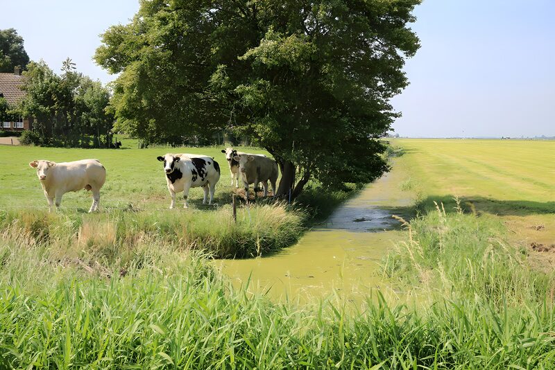 Refreshing Summer Day in the Pasture