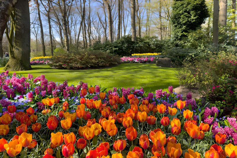 Vibrant Spring Flower Garden