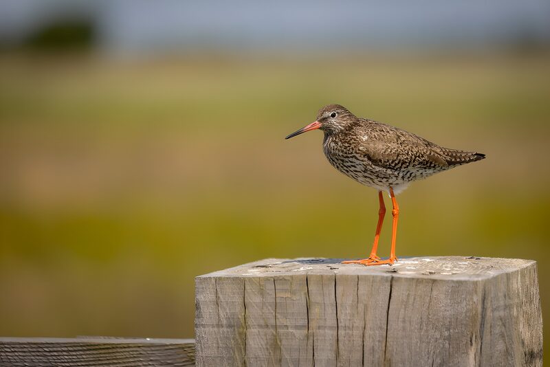 Elegant Redshank on a Wooden Post