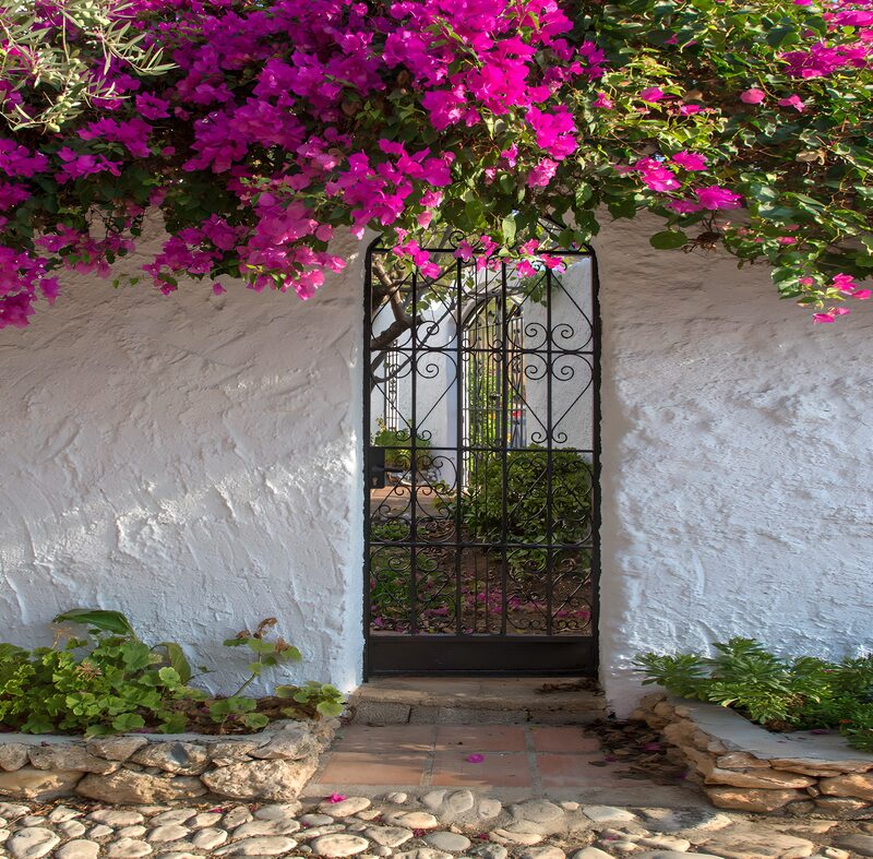 Vibrant Bougainvillea Over Wrought Iron Gate