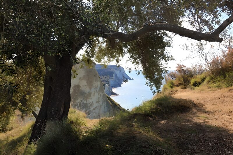 Scenic Cliffside View with Olive Tree