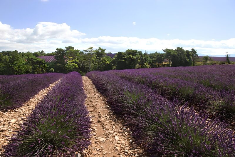 Lavender Fields in Bloom