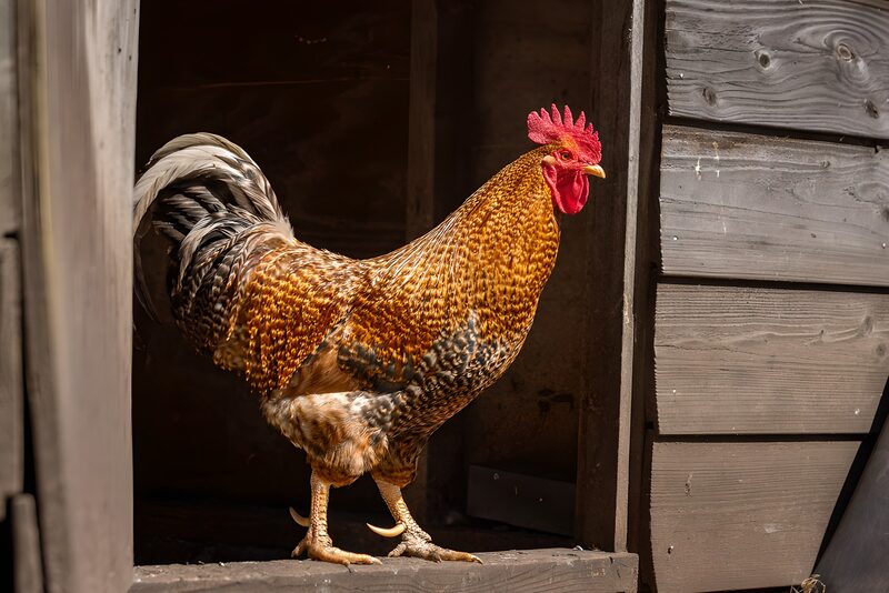 Majestic Rooster in the Coop