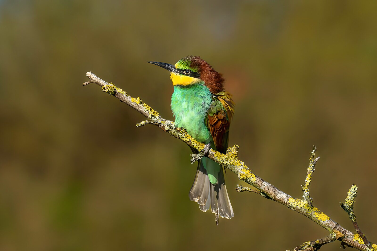 Vibrant Bird on a Branch