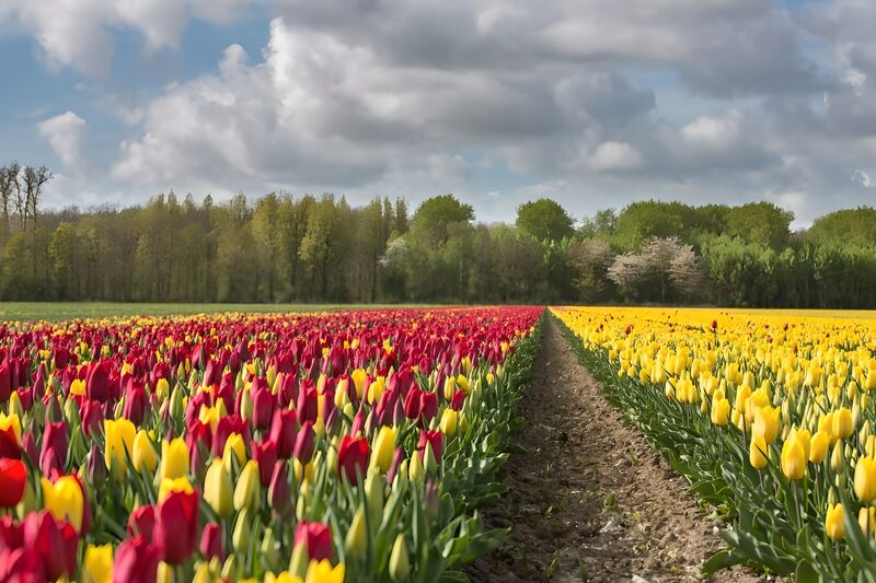 Vibrant Tulip Field in Spring