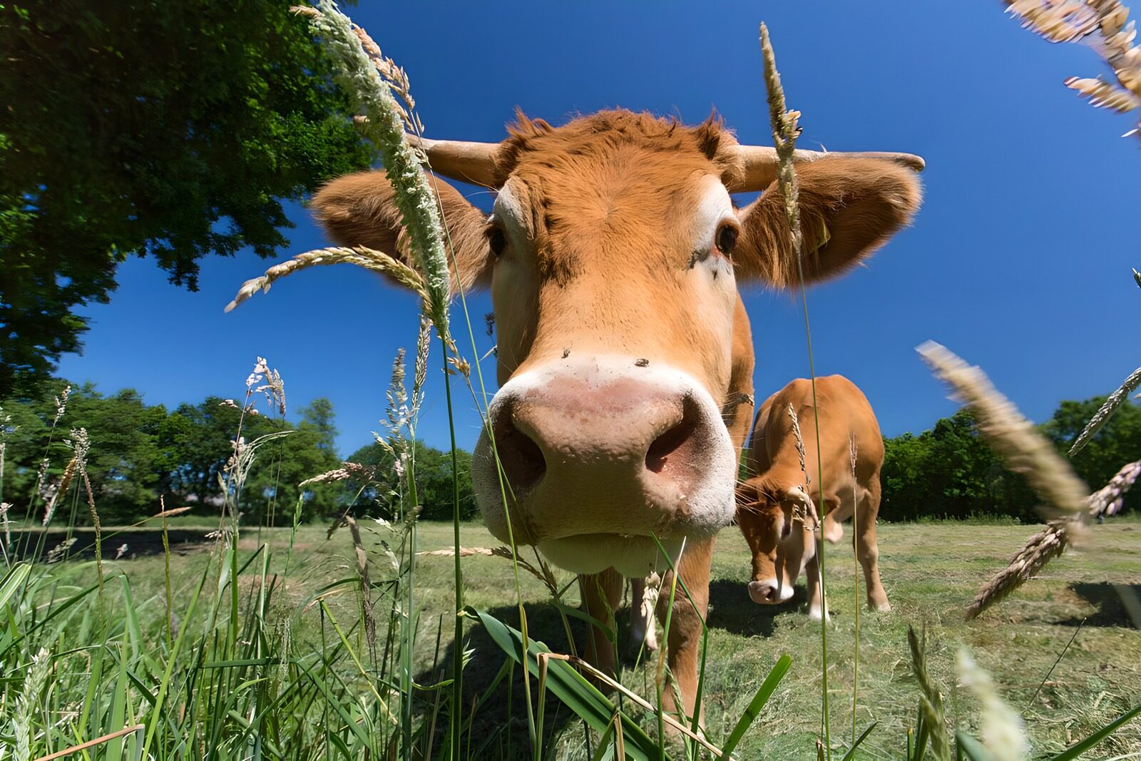 Curious Cow in a Sunny Pasture