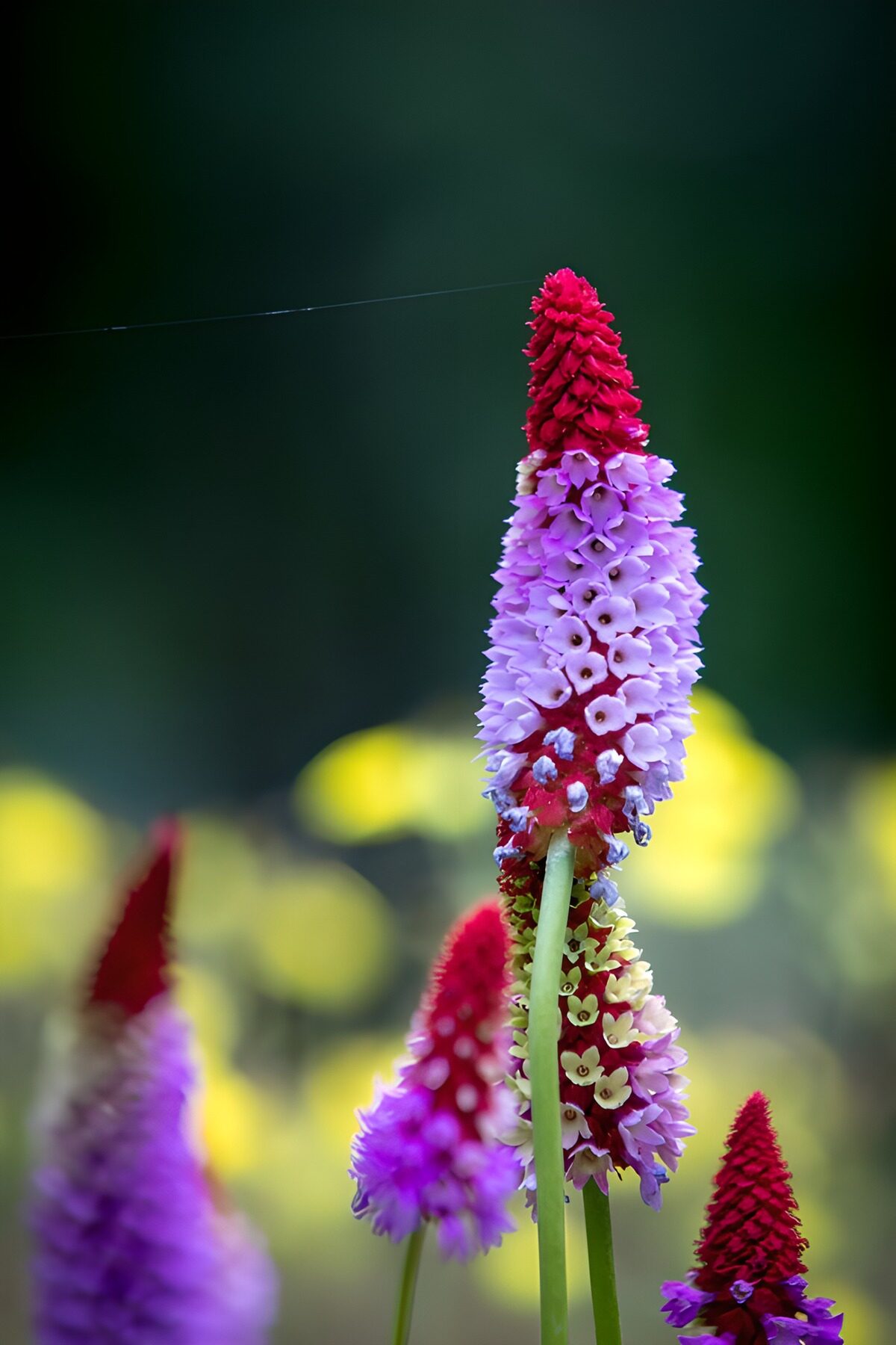 Vibrant Blossoms in Bloom