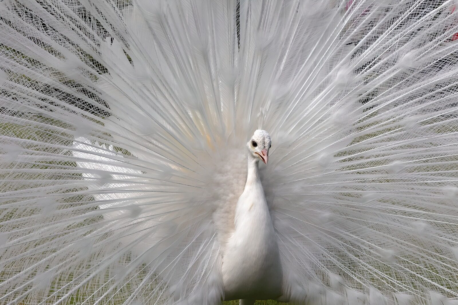 Elegant White Peacock Display