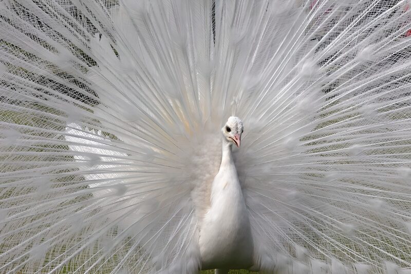 Elegant White Peacock Display
