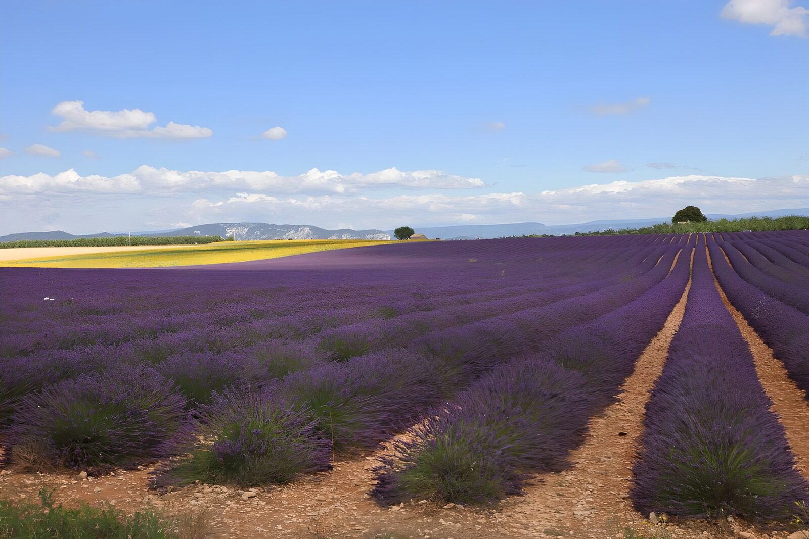 Lavender Fields Under a Blue Sky