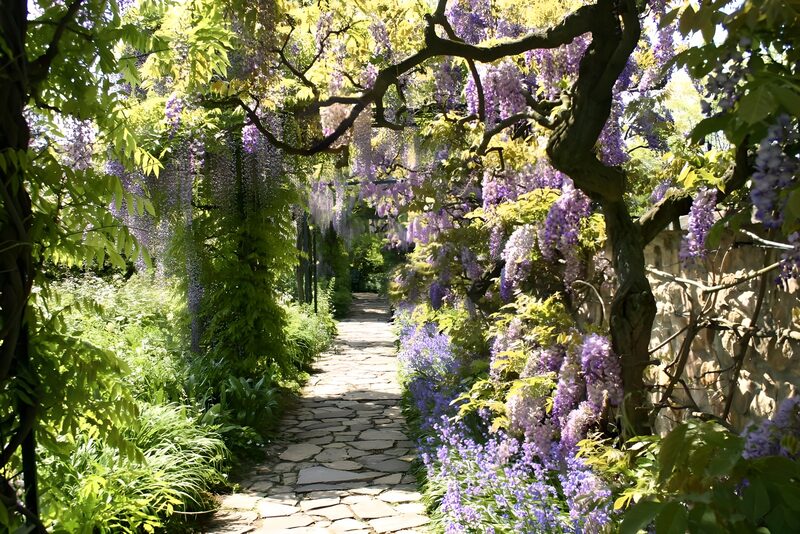 Wisteria Pathway in Bloom