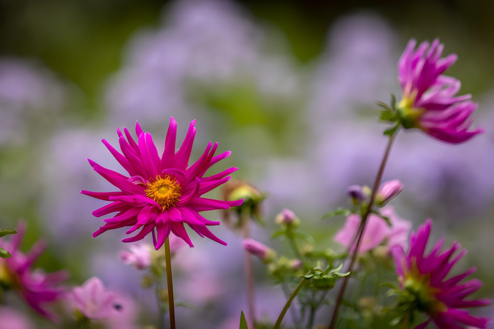 Vibrant Pink Flower Amidst a Garden