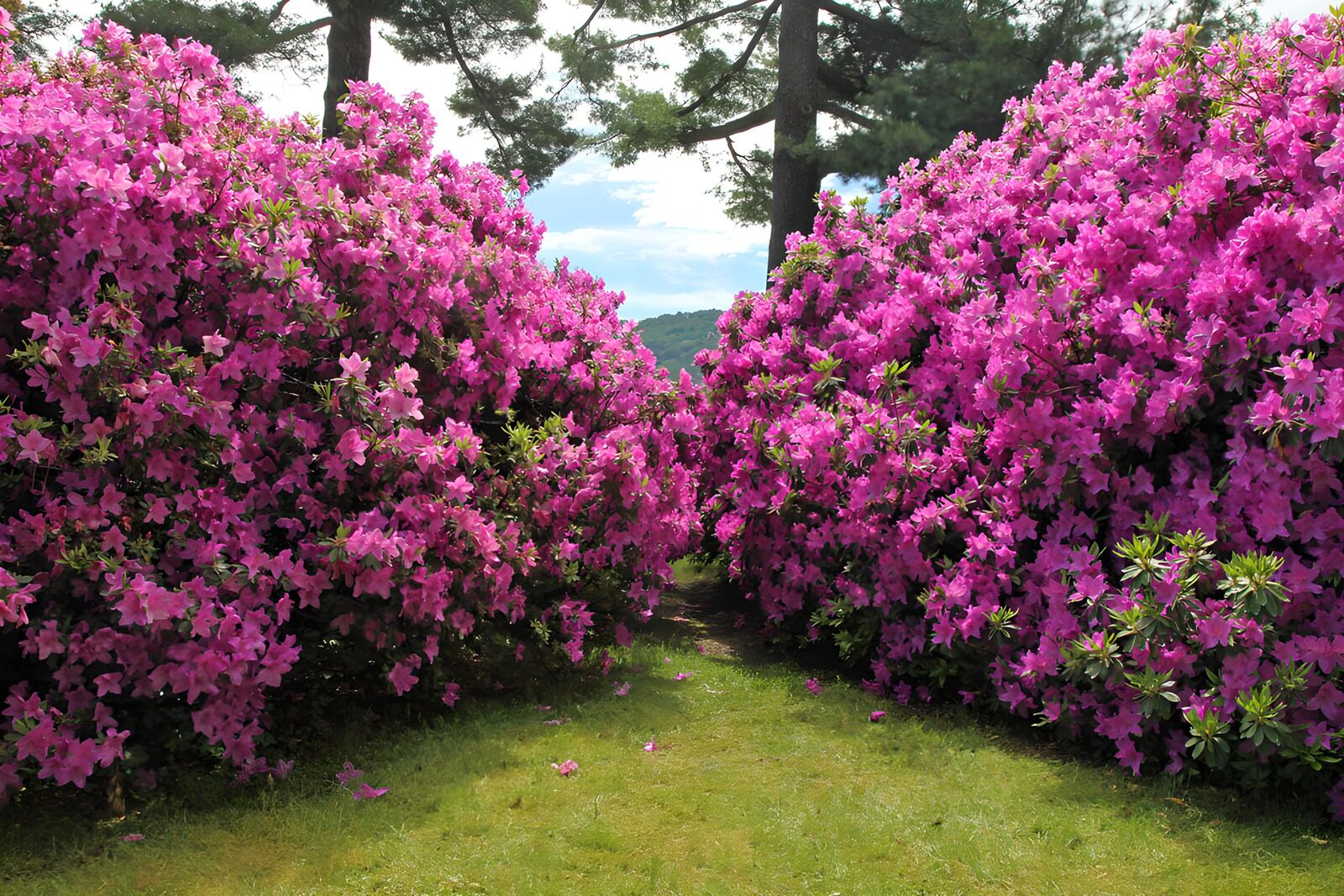 Vibrant Azalea Pathway in Bloom
