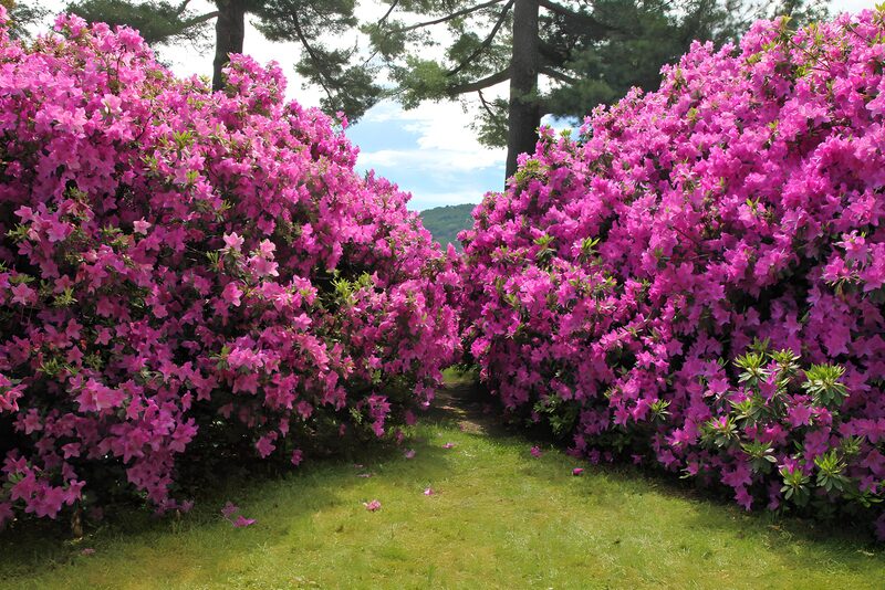 Vibrant Azalea Pathway in Bloom