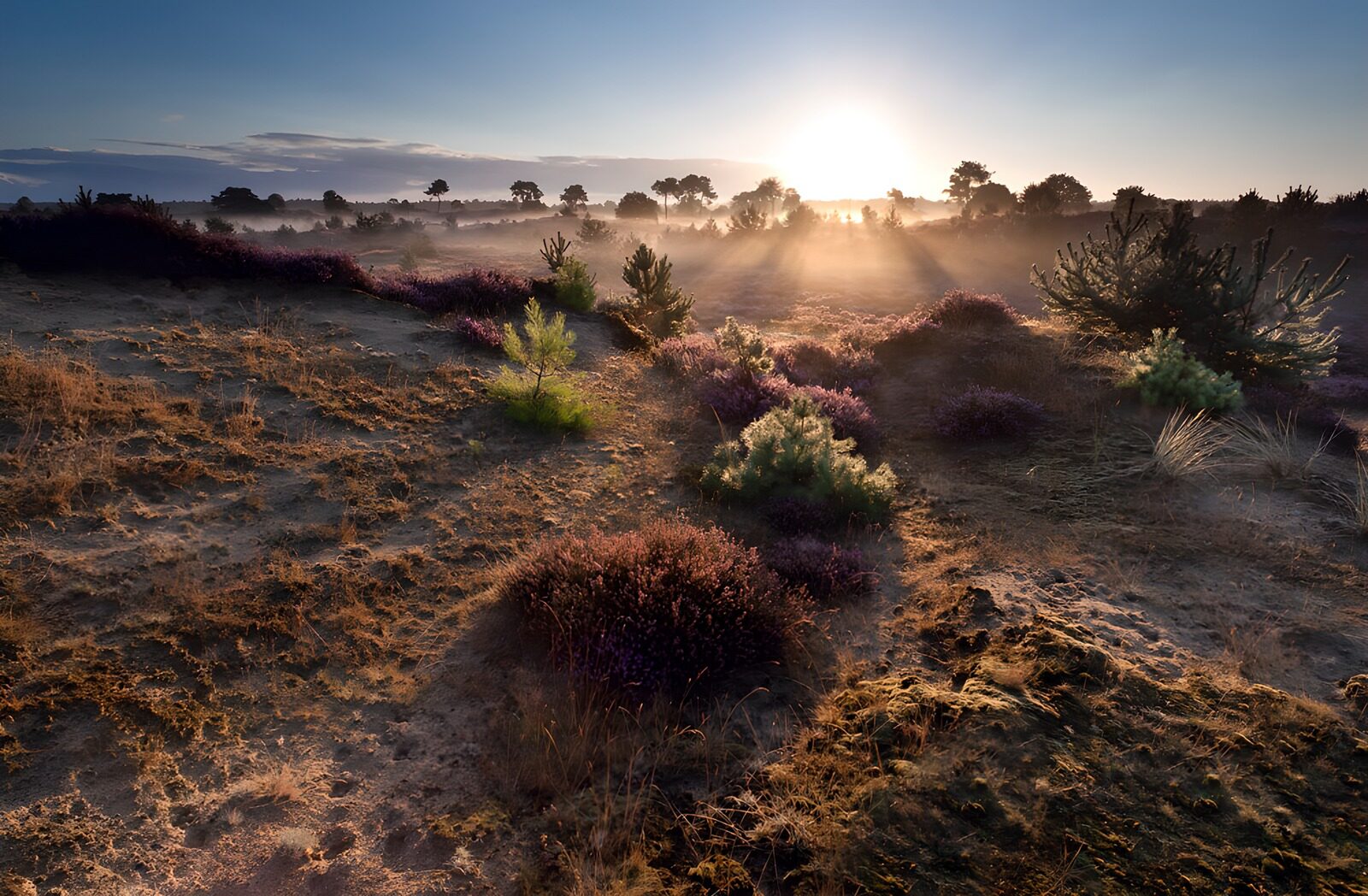 Serene Sunrise Over Lavender Fields