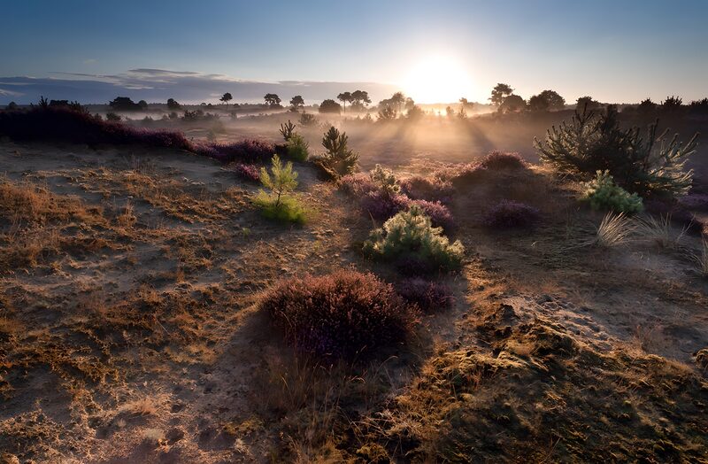 Serene Sunrise Over Lavender Fields