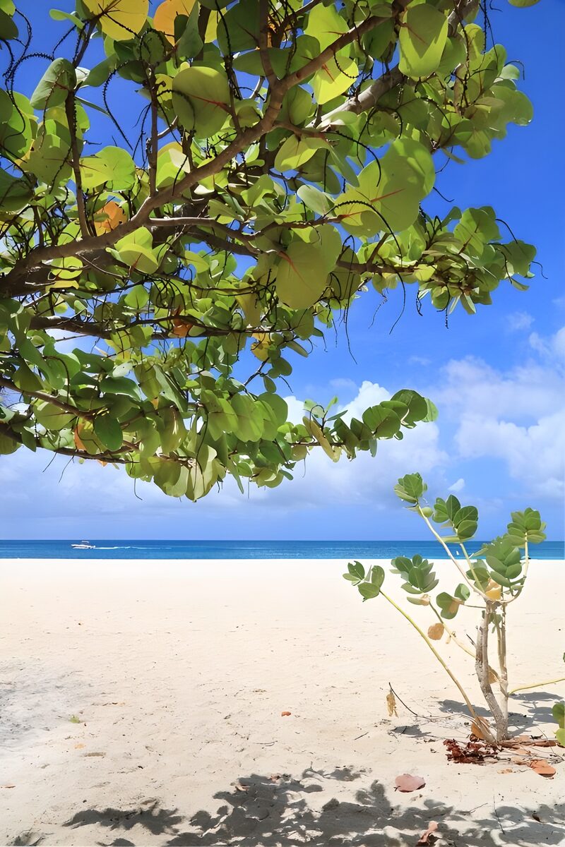 Tranquil Beachview Beneath Lush Foliage