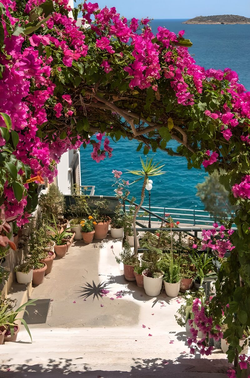 Coastal Pathway Framed by Bougainvillea
