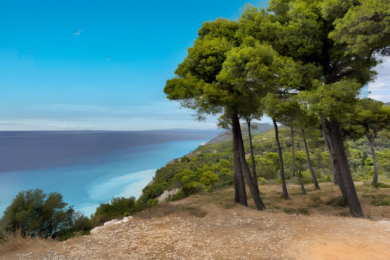 Sea View from Pine-Covered Cliff