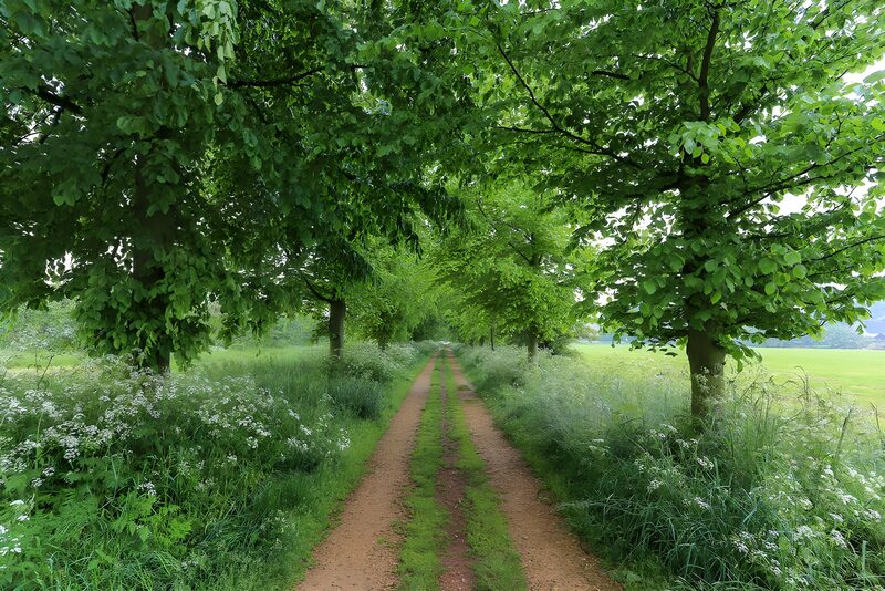 Serene Green Pathway Through Nature