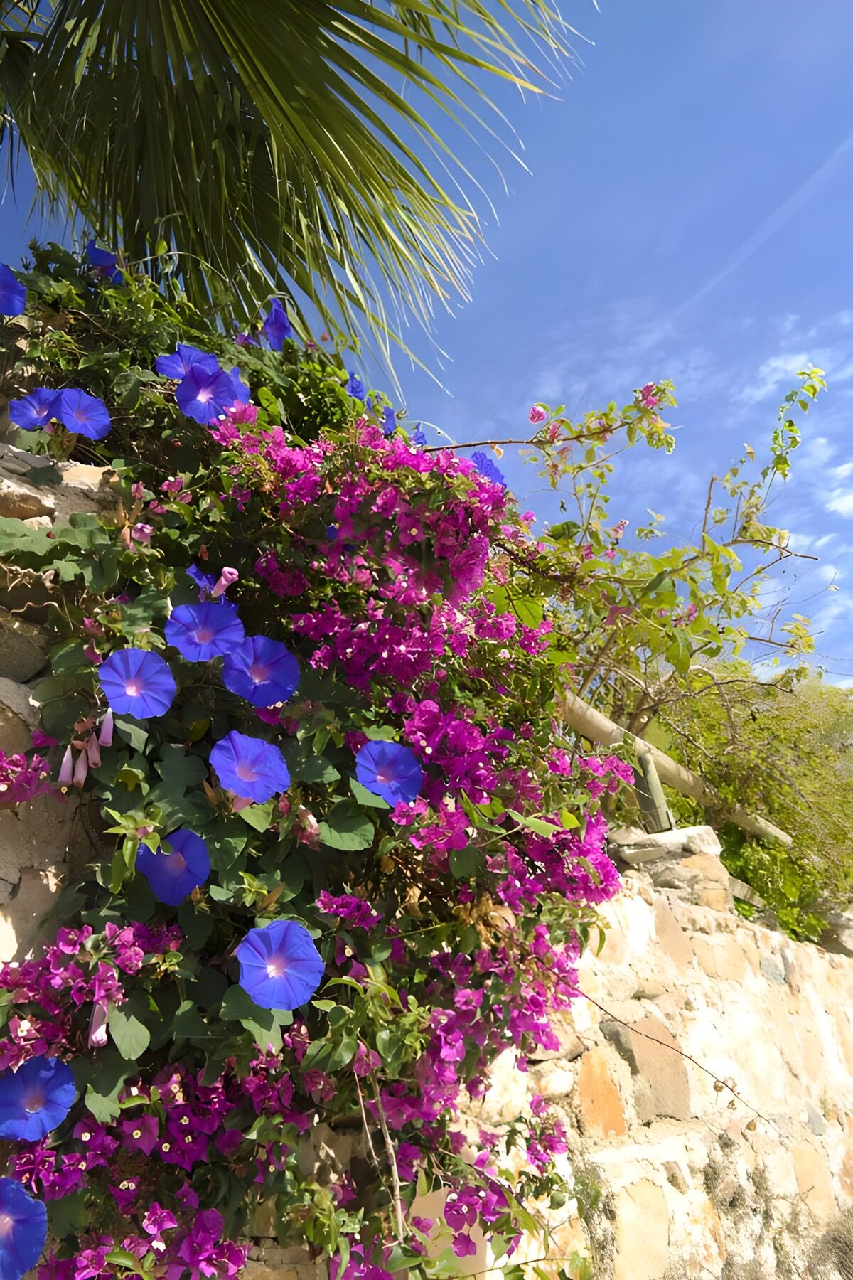 Vibrant Blooms Against a Rustic Wall